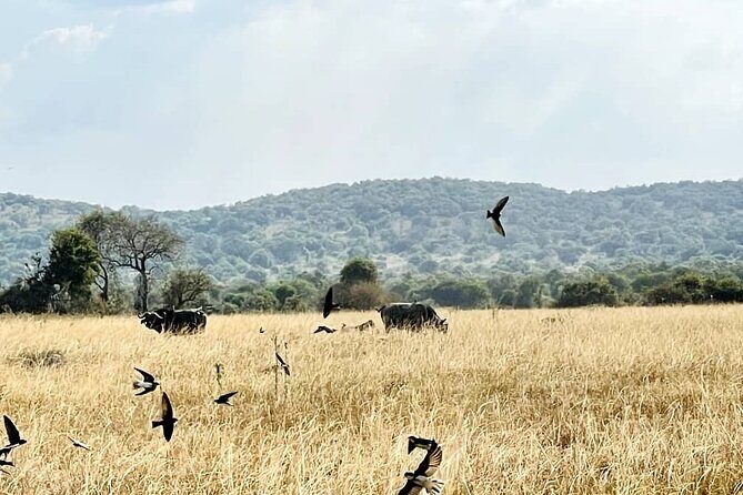 Full Day Akagera National Park Game Drive and Boat Safari - Key highlights you’ll actually feel during the day