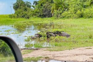 Full Day Akagera National Park Game Drive and Boat Safari - Entering Akagera National Park: registration and a clear start