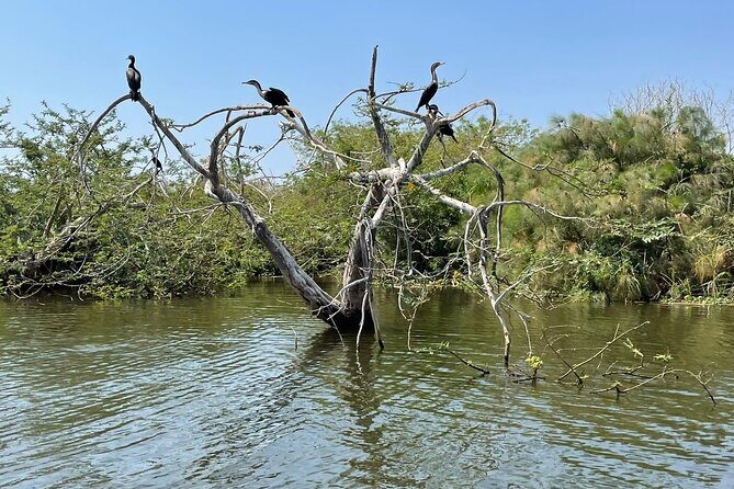 Full Day Akagera National Park Game Drive and Boat Safari - Lunch reality check: plan for a picnic choice that may cost extra