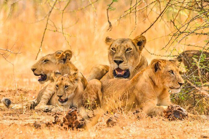 Full Day Shared Akagera Safari Tour with Lunch and Coffee - Kigali to Akagera: what this day trip really feels like