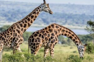 Full Day Shared Akagera Safari Tour with Lunch and Coffee - The 5:00 am start and why timing matters