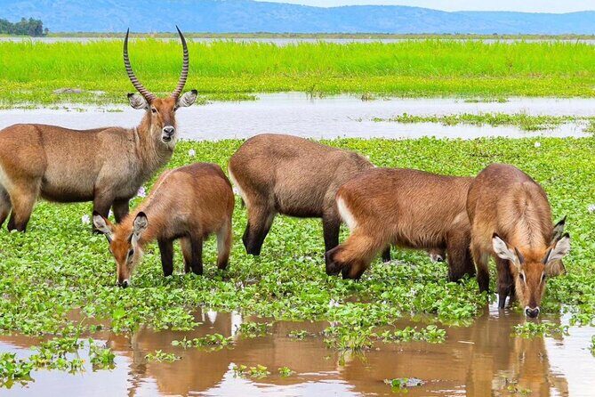 Full Day Shared Akagera Safari Tour with Lunch and Coffee - Imigongo Art Center: a short cultural reset that actually helps