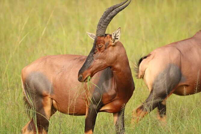 Full Day Shared Akagera Safari Tour with Lunch and Coffee - Akagera National Park: registration, briefing, then the long game drive