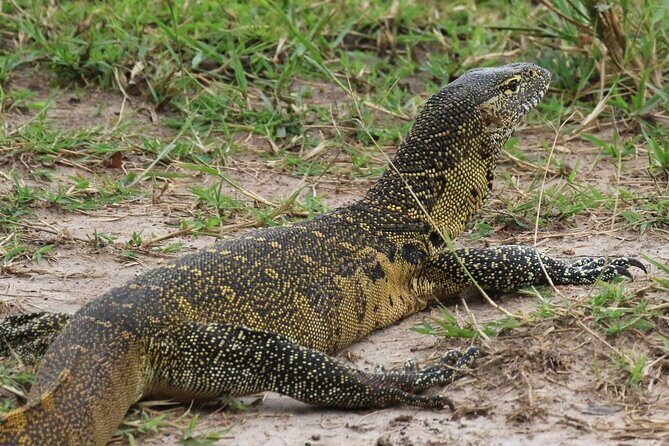 Full Day Shared Akagera Safari Tour with Lunch and Coffee - Big Five odds: Lions, Elephants, Buffalos, Leopards, and rhinos