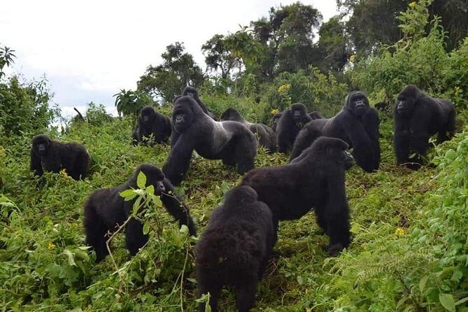 Gorilla trekking &wildlife adventure in Rwanda - Key Things I’d Focus on Before You Go