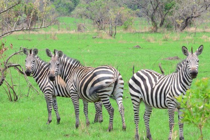 Gorilla trekking &wildlife adventure in Rwanda - Entering Rwanda’s Gorilla-and-Wildlife Rhythm From Kigali