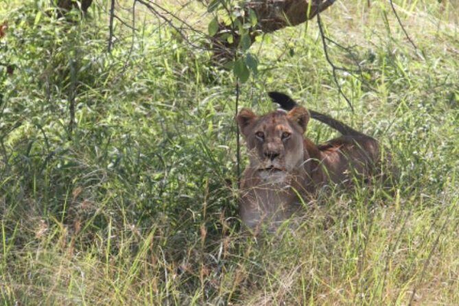 Gorilla trekking &wildlife adventure in Rwanda - Akagera National Park Game Drives: Big Wildlife Energy