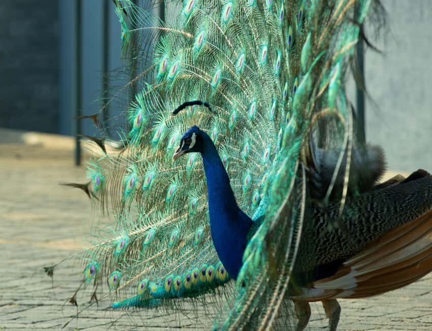 Kigali Eco Park Bird Watching Experience - Price and value: is $50 a fair deal?