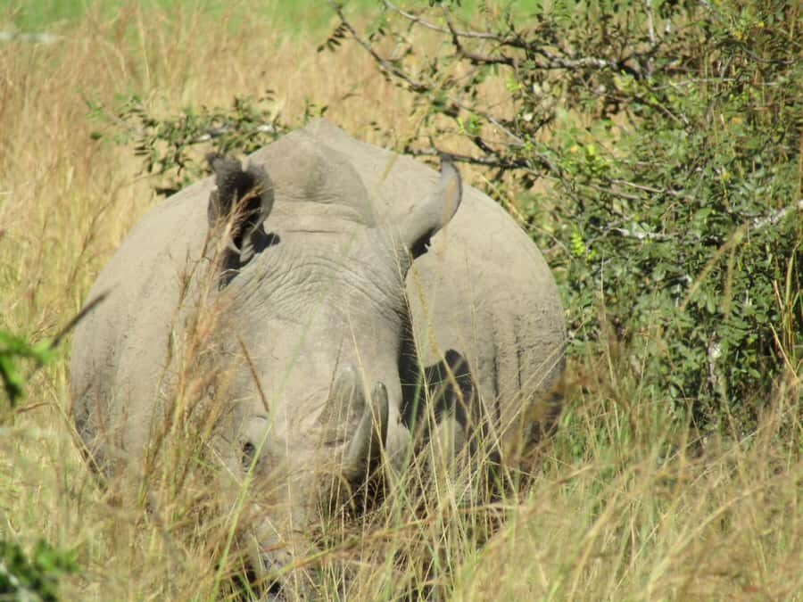 Kigali: Full-Day Akagera Safari + Optional Boat Ride - Inside the Park: How the Safety Briefing Sets Up Better Sightings