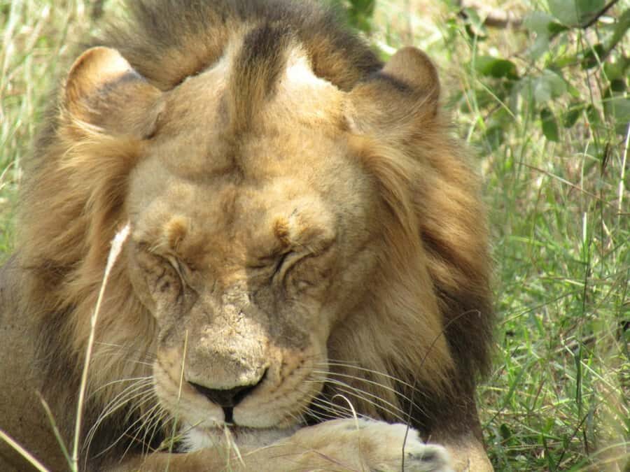 Kigali: Full-Day Akagera Safari + Optional Boat Ride - Optional Lake Ihema Boat Ride: When It’s Worth the Add-On