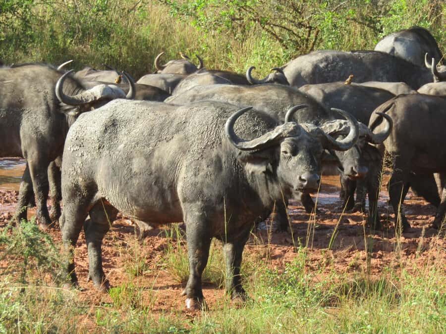 Kigali: Full-Day Akagera Safari + Optional Boat Ride - Price and Value: What $200 Really Buys You