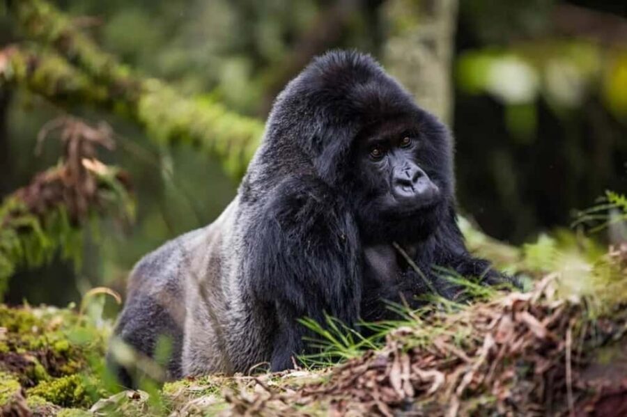 Kigali: Gorilla Trekking in Volcanoes National Park - Key Points You’ll Want to Know Before You Go