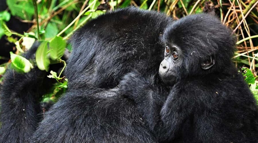 Kigali: Gorilla Trekking in Volcanoes National Park - The Kigali-to-Volcanoes Drive (Why Your Day Starts Before Sunrise)