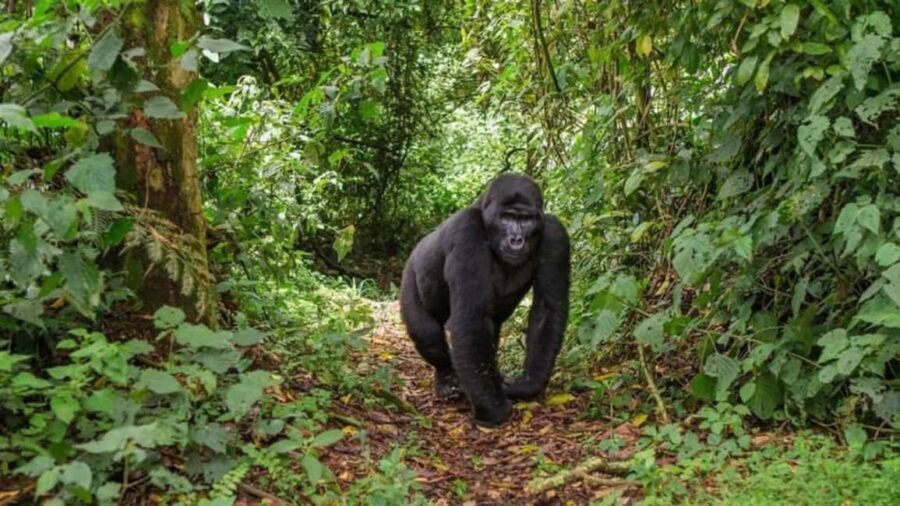 Kigali: Gorilla Trekking in Volcanoes National Park - Gear and Behavior Rules That Keep You Comfortable (and On-Track)