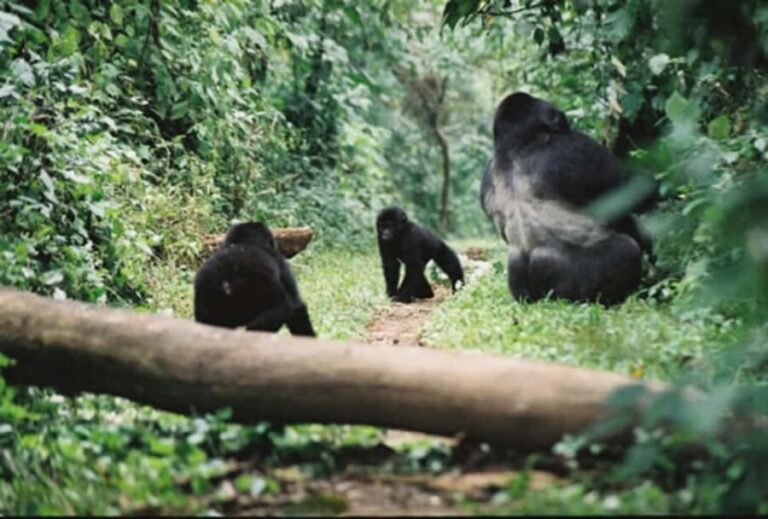 Kigali: Gorilla Trekking in Volcanoes National Park - Trekking for Gorillas: What 2 to 8 Hours Actually Feels Like