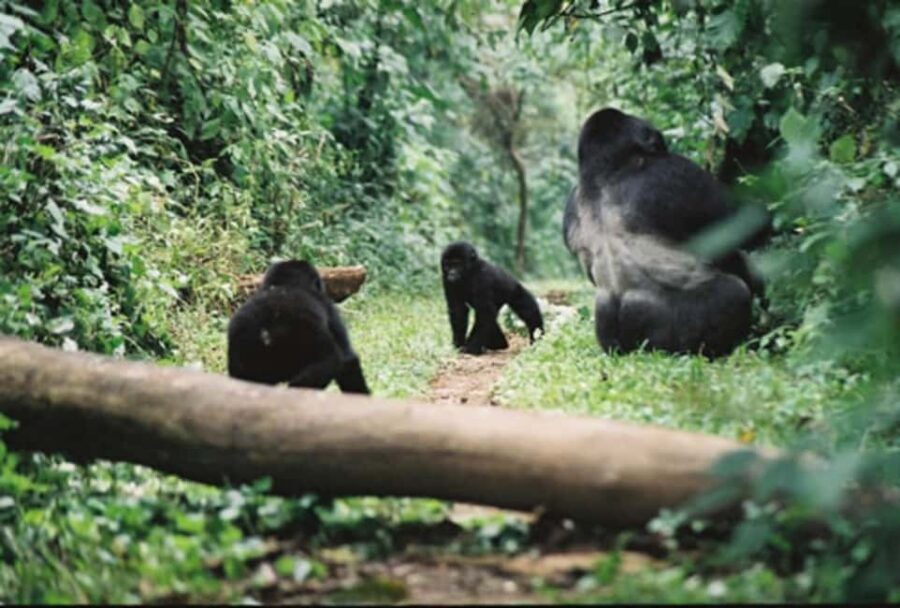 Kigali: Gorilla Trekking in Volcanoes National Park - Trekking for Gorillas: What 2 to 8 Hours Actually Feels Like