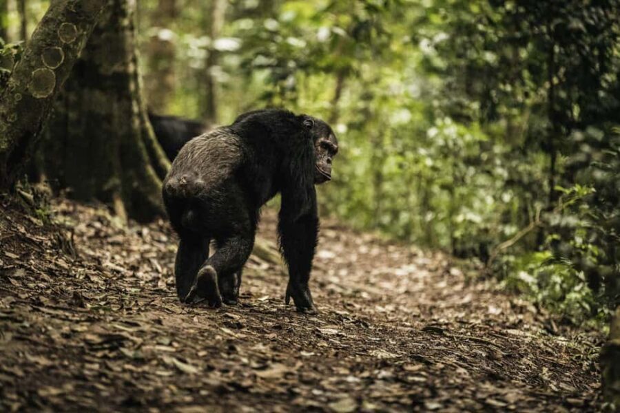 Kigali:1 Day Nyungwe Canopy Walk & Waterfall Tour adventure - Key things to know before you go