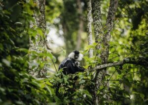 Kigali:1 Day Nyungwe Canopy Walk & Waterfall Tour adventure - The morning drive: long, but it sets the tone