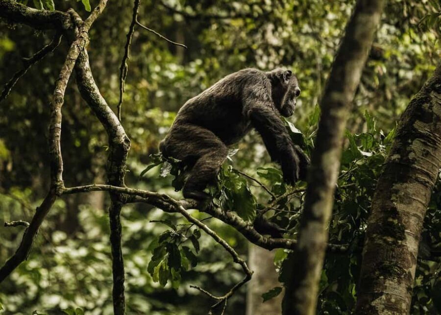 Kigali:1 Day Nyungwe Canopy Walk & Waterfall Tour adventure - The rainforest walk: slow enough to look, guided enough to learn