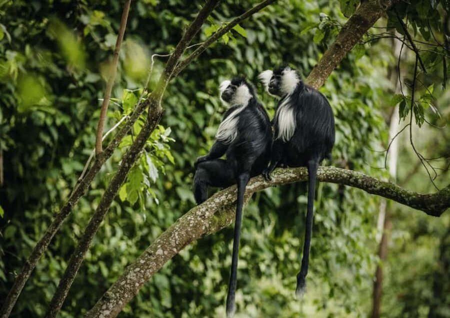 Kigali:1 Day Nyungwe Canopy Walk & Waterfall Tour adventure - Nyungwe Canopy Walk: the thrill, the height, and the reality check