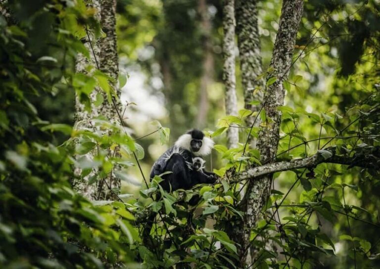 Kigali:1 Day Nyungwe Canopy Walk & Waterfall Tour adventure - The morning drive: long, but it sets the tone