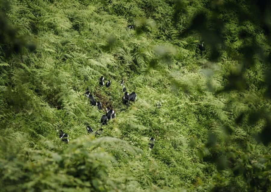 Kigali:1 Day Nyungwe Canopy Walk & Waterfall Tour adventure - Ndambarare Waterfall hike: your afternoon payoff