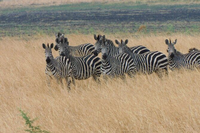 One Day Akagera Safari From Kigali - Key things that make this Akagera day feel worth it