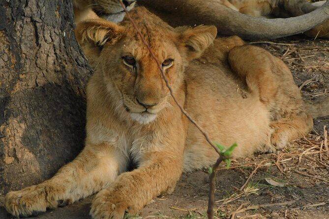 One Day Akagera Safari From Kigali - The 5:30am start and the real meaning of a 12-hour day