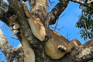 One Day Akagera Safari From Kigali - What you’ll actually do inside Akagera National Park