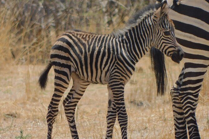 One Day Akagera Safari From Kigali - Big Five expectations without the hype: elephants, lions, and the day’s rhythm