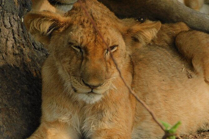 One Day Akagera Safari From Kigali - Price and value: what $400 buys on a private Akagera day