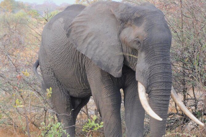 One Day Akagera Safari From Kigali - What’s included, what’s not, and where planning saves stress