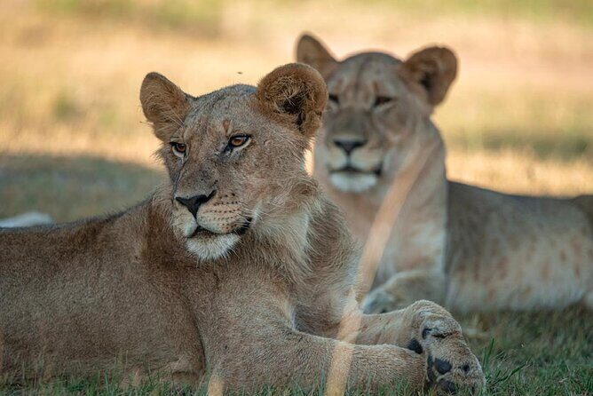 One Day Akagera Wildlife Safari - Key Highlights You’ll Actually Care About