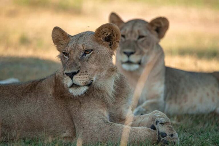 One Day Akagera Wildlife Safari - Private 4x4 Safari With Wi‑Fi, Charging, and a Driver Guide