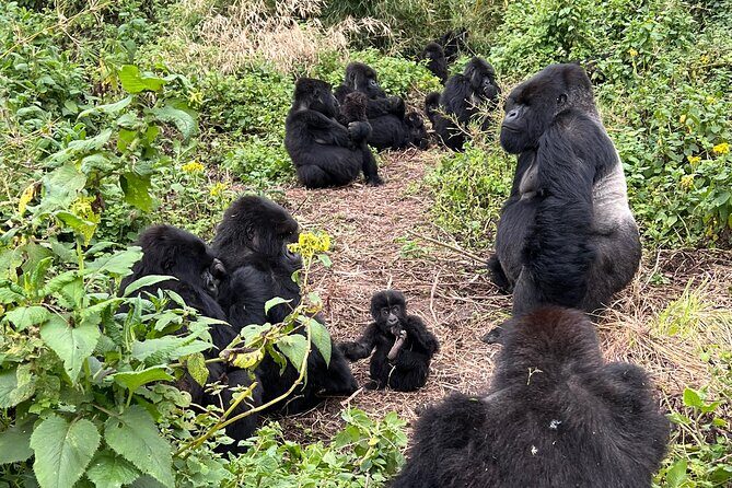 One Day Gorilla Trekking Rwanda & Iby'iwacu Cultural Village - Key things that make this day work