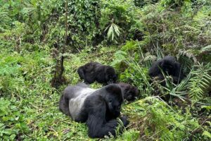 One Day Gorilla Trekking Rwanda & Iby'iwacu Cultural Village - The RDB briefing: where you learn how to act at gorilla level