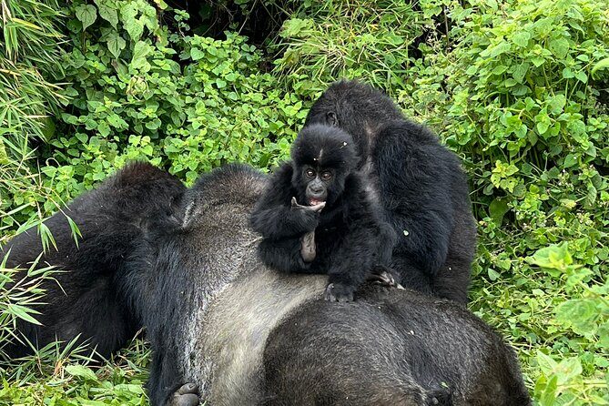 One Day Gorilla Trekking Rwanda & Iby'iwacu Cultural Village - The gorilla trek itself: close, controlled, and unforgettable