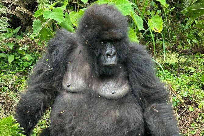 One Day Gorilla Trekking Rwanda & Iby'iwacu Cultural Village - Volcano views on the way: a drive with a point