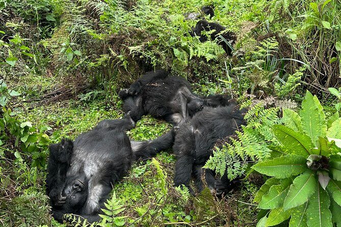 One Day Gorilla Trekking Rwanda & Iby'iwacu Cultural Village - After the trek: Iby’iwacu Cultural Village and the ex-poacher story