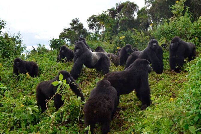 One Day Private Gorillas Tracking in Volcanoes National Park - The permit cost gap: what’s included vs what you pay