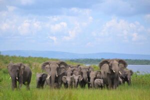 Private 1 Day Akagera Big Five Safari with pick up and lunch. - Entering Akagera: your 6-hour Big Five game drive