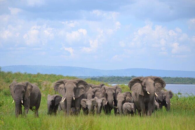Private 1 Day Akagera Big Five Safari with pick up and lunch. - Entering Akagera: your 6-hour Big Five game drive