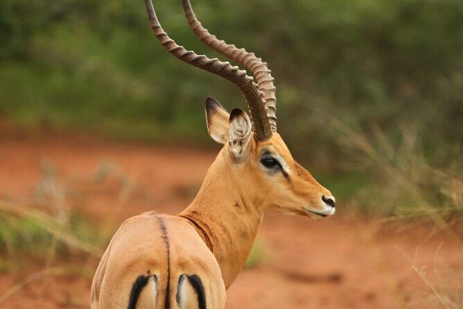 Private Full-Day Tour Akagera Game Drive - How the Best Guides Turn a Drive Into Stories (Kevin, Celine, Abu and More)