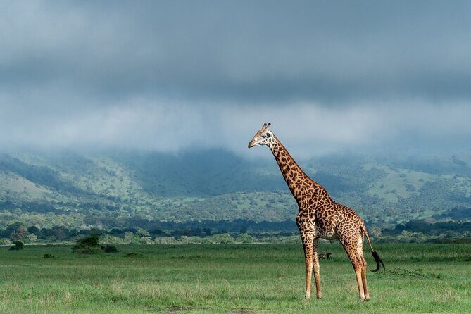 Private Full-Day Tour Akagera Game Drive - Is This Worth $360.15? Value Check for a Full-Day Private Park Safari