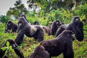 Private Gorilla Trekking Transfer from kigali to Volcanoes N.Park - Arriving at Kinigi headquarters: where your trek day really begins