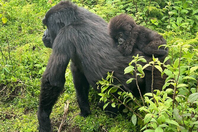 Private Gorilla Trekking Transfer from kigali to Volcanoes N.Park - Comfort on the road: air-conditioning, lunch, and bottled water