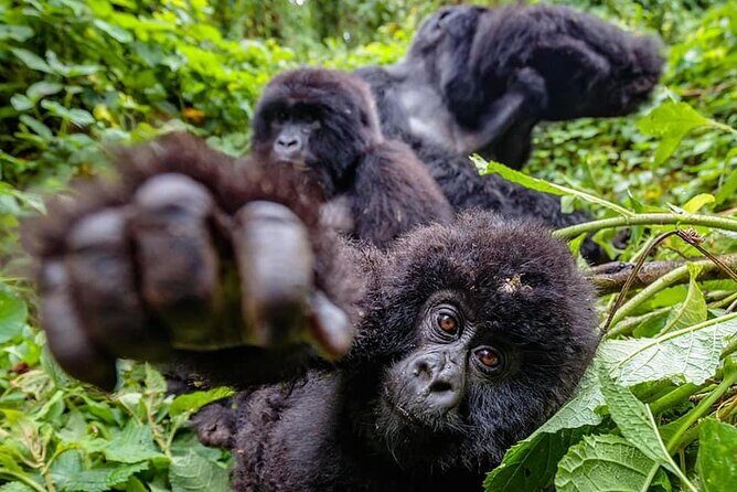 Private Gorilla Trekking Transfer from kigali to Volcanoes N.Park - Price and logistics: what $350 covers, and what to budget