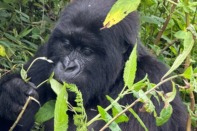 Private Gorilla Trekking Transfer from kigali to Volcanoes N.Park - What to pack for Volcanoes NP trekking (based on real trail advice)