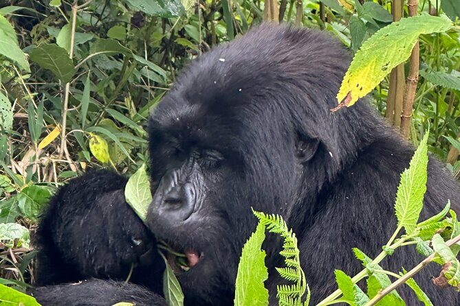 Private Gorilla Trekking Transfer from kigali to Volcanoes N.Park - Who this private transfer suits best