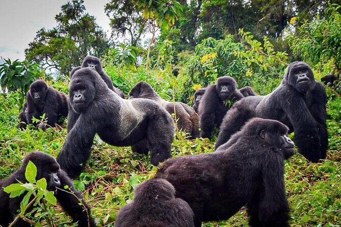 Private Gorilla Trekking Transfer from kigali to Volcanoes N.Park - Arriving at Kinigi headquarters: where your trek day really begins